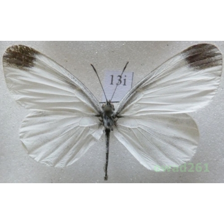 Leptidea sinapis (Linnaeus, 1758) Czech13i